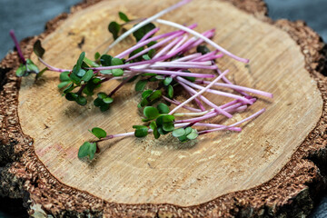 Sprouting Microgreens at home green leaves and purple stems on a wooden stump, Vegan and healthy eating concept. Organic food