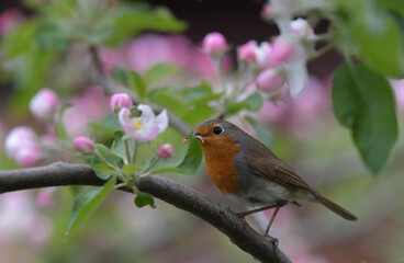 Fototapeta premium Rotkehlchen auf Ast