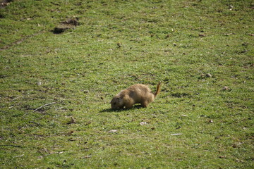 prairie marmot  