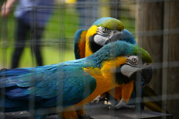 blue-and-yellow macaw (Ara ararauna)