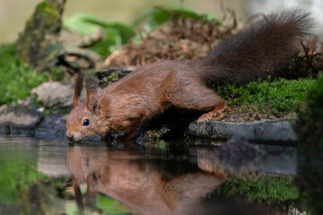 Naklejka na ściany i meble Cute and beautiful Eurasian red squirrel (Sciurus vulgaris) drinking water in a pool in the forest of Limburg in the Netherlands. Reflection in the water. 