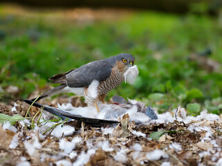 Eurasian Sparrowhawk, Accipiter nisus