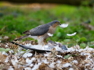 Eurasian Sparrowhawk, Accipiter nisus