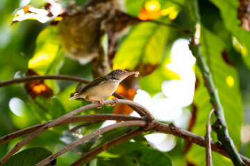 Common Tailorbird