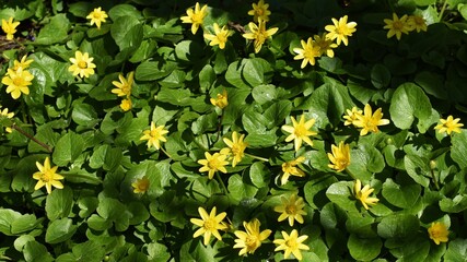 yellow flowers in spring