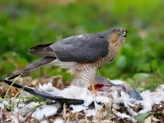 Eurasian Sparrowhawk, Accipiter nisus