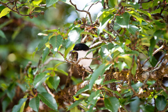 Dark - backed Sibia