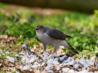 Eurasian Sparrowhawk, Accipiter nisus