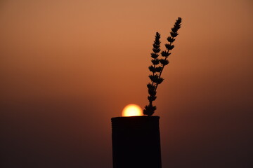 close up picture of a small plant in a pot and sunset in background isolated on orange background