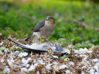 Eurasian Sparrowhawk, Accipiter nisus