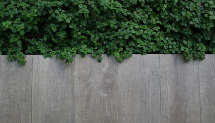 Old wooden floor and fresh green Spanish Shawl (Heterocentron elegans) - top view
