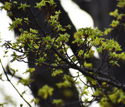 tree in the forest