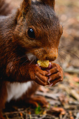 Ardilla comiendo avellanas en medio del bosque