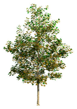 3D Rendering Sycamore Tree on White