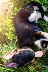 German Shepherd Puppy Runs On The Grass