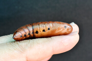 Brown butterfly caterpillar on hand on dark background. 