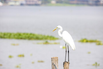 White heron birds sitting on wood piece an ambush to catch prey