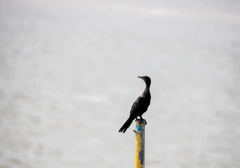 Black water bird sitting on a stick by the riverside, River the background