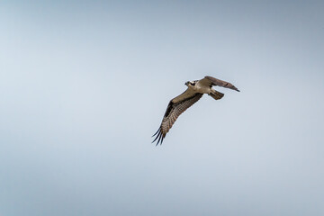 Fototapeta na wymiar An Osprey flying in the sky after attempting a dive towards the water looking for fish.
