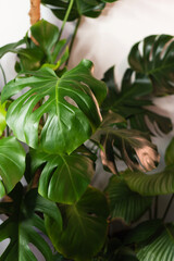 Decorations Real Monstera Leaves Composition Tropical Botanical Concept Nature Ideas. Home gardening houseplant. Abstract green dark texture. Minimal style interior.