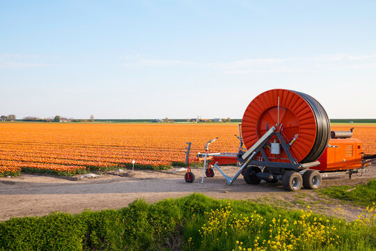 ornage tlip fiels with irrigation system
