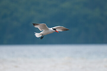 Caspian Tern in flight