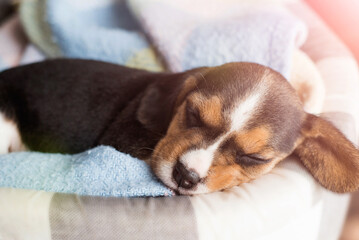 Small hound Beagle dog sleeping at home on the bed covered with a blanket