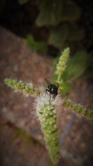 fly on leaf