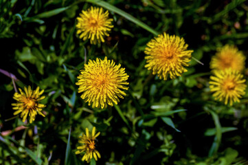 Yellow dandelions in the grass