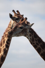 two giraffes in the wild