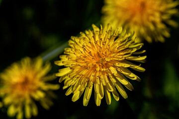 Yellow dandelion flower, macro