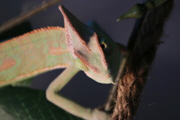 Obraz premium pet veiled chameleon in captivity