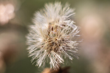 In late autumn a sprig of grass with the remnants of dry fluffy flowers sways in the wind. dry autumn flowers.

