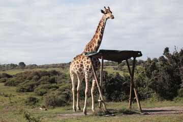 giraffe in the savannah