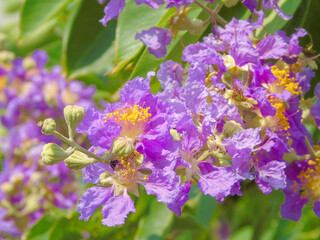 Fototapeta premium The medicinal flowers taken during a climb Dinh mountain in Ba Ria province Vietnam
