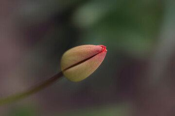 Colorful spring flowers on nature background