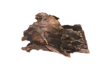 rotten tree isolated on white background