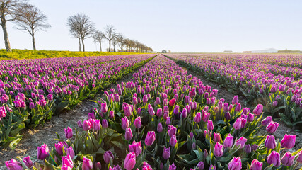 A bulb field full of pink blooming tulips in the bulb region in the Netherlands.