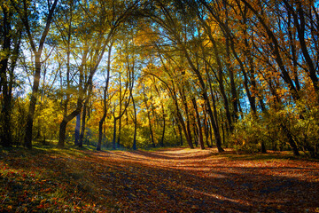 Beautiful morning in the misty autumn forest with sun rays