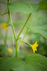 Closeup of sprouts of organic cucumbers in a greenhouse on a sunny summer day. Healthy eating. Gardening and agriculture concept.