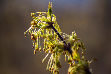 Inflorescences of ash-leaved maple - box elder, boxelder maple, Manitoba maple, Acer negundo