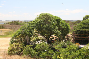 Typical vegetation on the Uruguayan coast