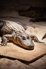 Alligators on the sand in the Everglades. Crocodiles are crawling along the hull waiting for food. Educational and entertainment program for tourists.