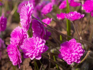 small pink flowers