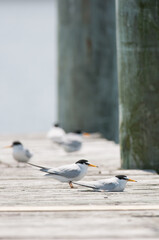 Least Terns on a dock