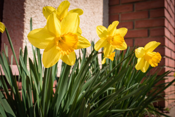 Narcissus flowers in a front garden of a family home