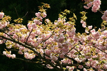 楊貴妃　桜
Cerasus serrulata 'Mollis'