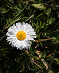 Single white common daisy flower growing among the grass