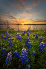 Stunning Sunset Over Bluebonnets and Lake Bardwell in North Texas - 431020190