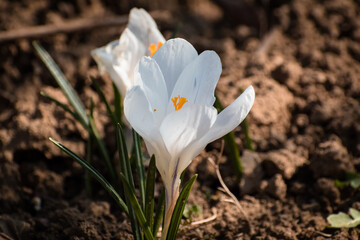 Pair of pure white crocuses flowering alone on the empty ground